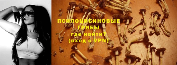 стаф Алзамай