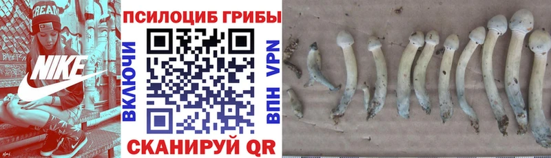Псилоцибиновые грибы MAGIC MUSHROOMS  как найти закладки  Новошахтинск 